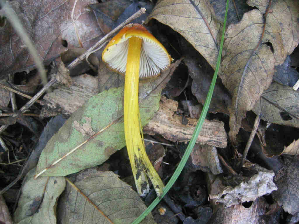 2005 :  Un anno di funghi